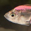 Indian glassy fish