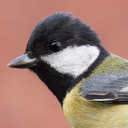 Parus major