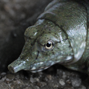 Chinese softshell turtle