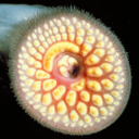 Lamprey