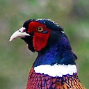 Ring-necked pheasant