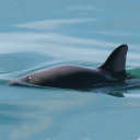 Vaquita