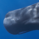 Sperm whale