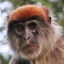 Ugandan red Colobus