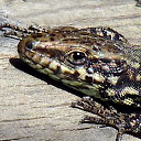 Common wall lizard