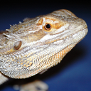 Central bearded dragon