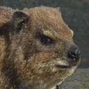 Hyrax