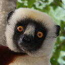 Coquerel's sifaka