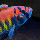 Makobe Island cichlid