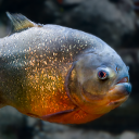 Red-bellied piranha