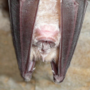 Greater horseshoe bat