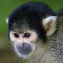 Bolivian squirrel monkey