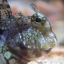 Jewelled blenny