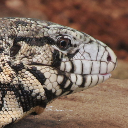 Argentine black and white tegu