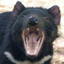 Tasmanian devil