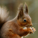 Eurasian red squirrel