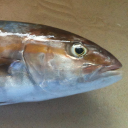 Greater amberjack