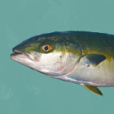 Yellowtail amberjack