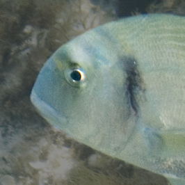 Gilthead seabream