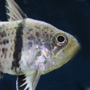 Orbiculate cardinalfish