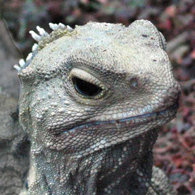 Tuatara