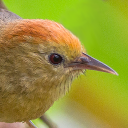 Rufous-capped babbler