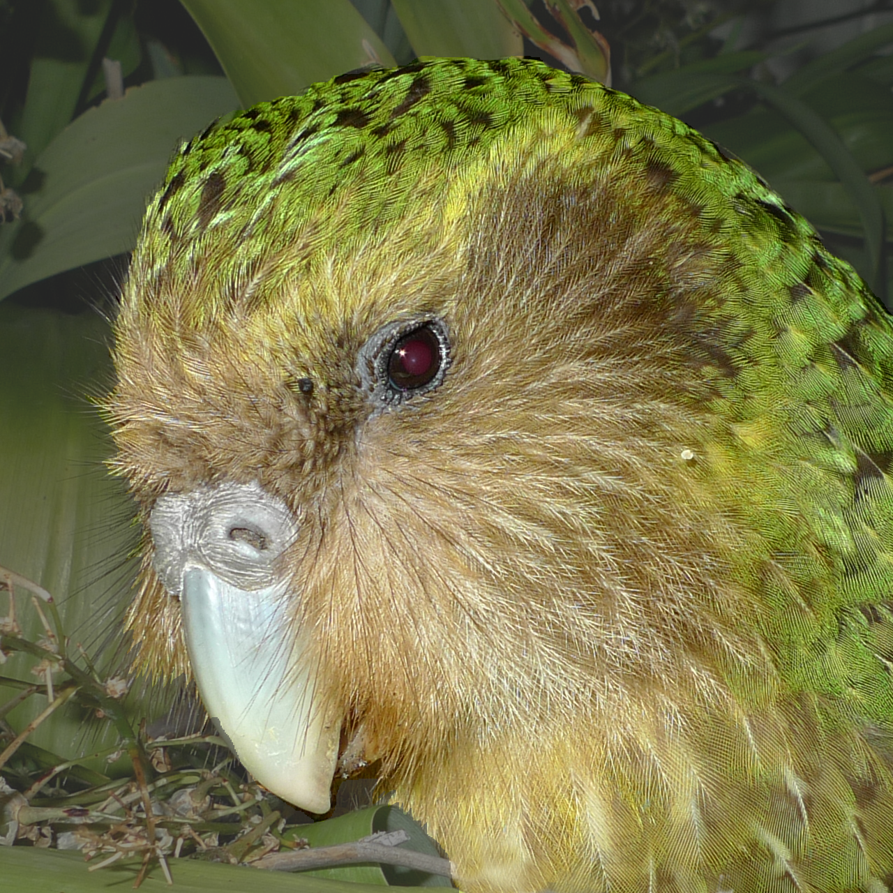 Kakapo