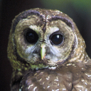 Northern spotted owl