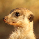 Meerkat