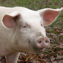 Pig - Pietrain