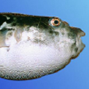 Fugu