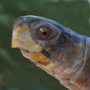 Three-toed box turtle