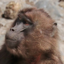 Gelada