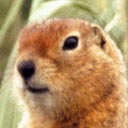 Arctic ground squirrel