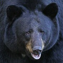 American black bear