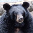 Asiatic black bear