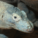 Komodo dragon