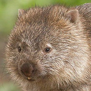 Common wombat