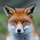 Red fox