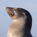 California sea lion