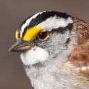 White-throated sparrow