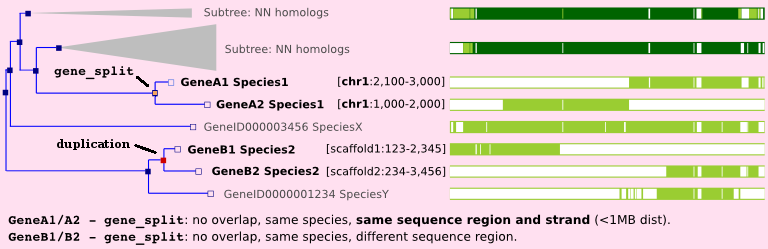 Gene split