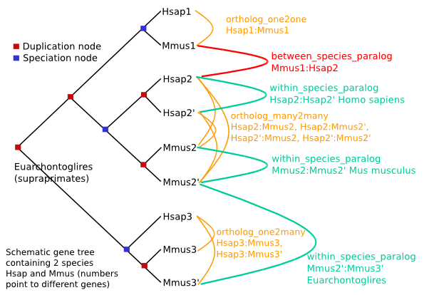 Homologue types