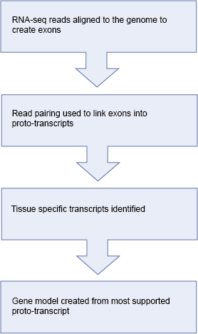 RNA-seq Genebuild flowchart