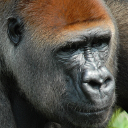 Gorilla