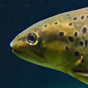 Brown trout